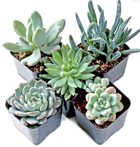 succulents